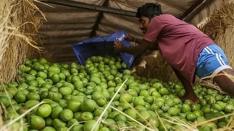 Como modernizar o cultivo de manga