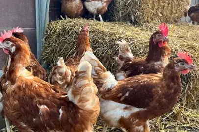 Conselho reaprova planos para nova planta de bioenergia