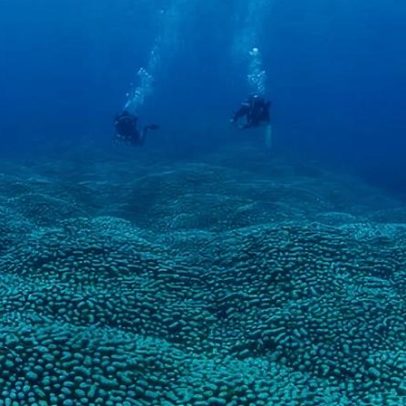 Cientistas cidadãos descobrem coral gigante na Grande Barreira de Corais