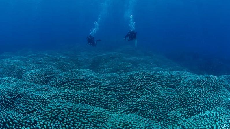 Citizen scientists have identified what is believed to be the largest documented coral colony on the Great Barrier Reef, found during the Great Reef Census.