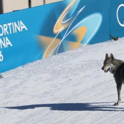 Cão invade pista e cruza chegada antes de brasileira nas Olimpíadas de Inverno