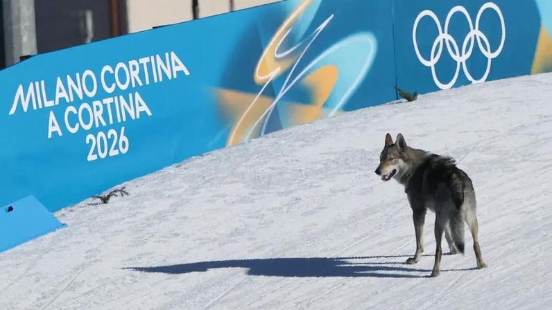 Um cachorro percorre a pista durante a qualificação do sprint livre por equipes feminino nos Jogos Olímpicos de Inverno Milão-Cortina 2026, no Estádio de Esqui Cross-Country de Tesero, em Lago di Tesero, em 18 de fevereiro de 2026. (Foto: Anne-Christine Poujoulat/AFP)