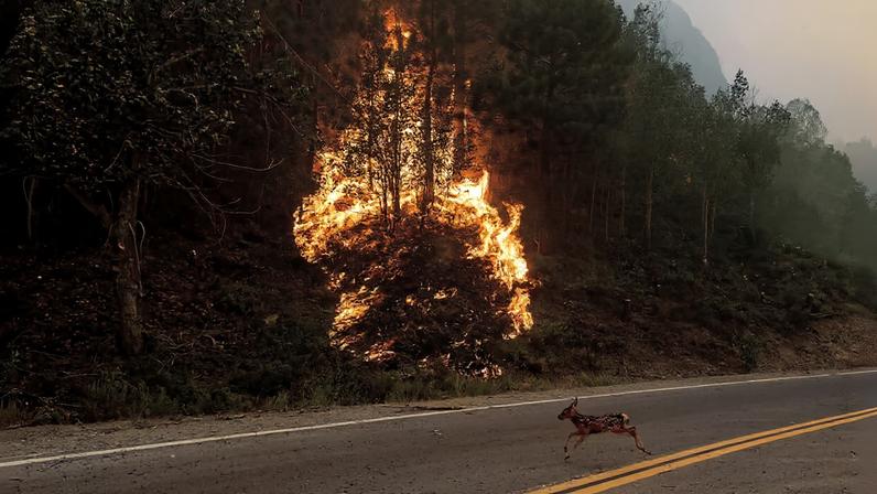 O que se perde quando a cobertura ambiental é reduzida