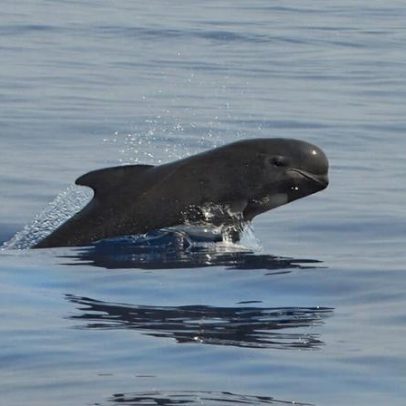 Nível de PFAS em baleias do Atlântico Norte cai com regulamentação