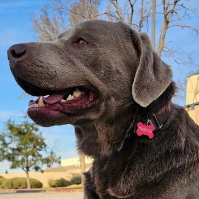 Agora campainhas Ring permitem buscar cães perdidos