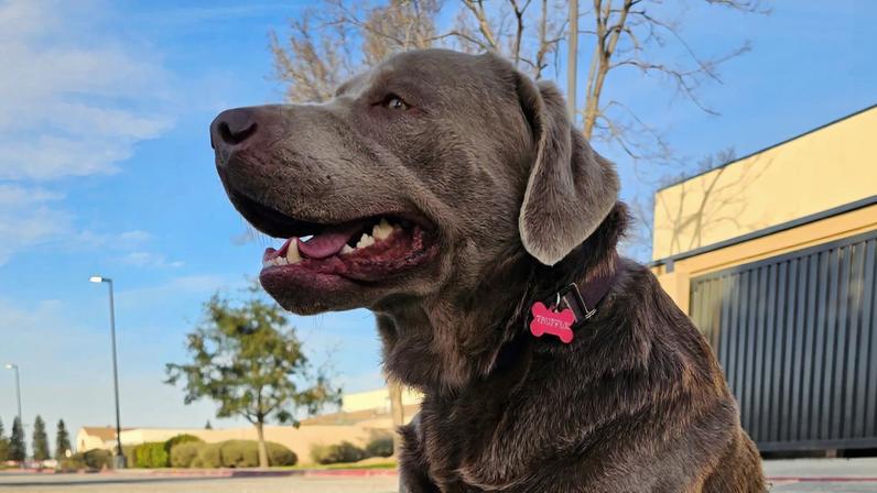 Agora campainhas Ring permitem buscar cães perdidos