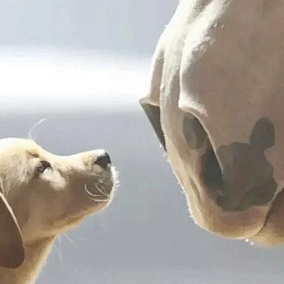 Principais 10 anunciantes da história do Super Bowl