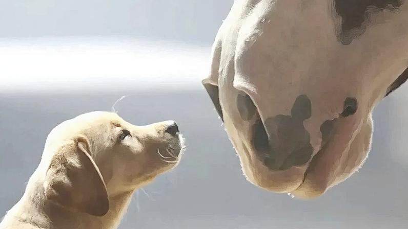 Super Bowl tem início no próximo domingo, 8 (Créditos: Reprodução)