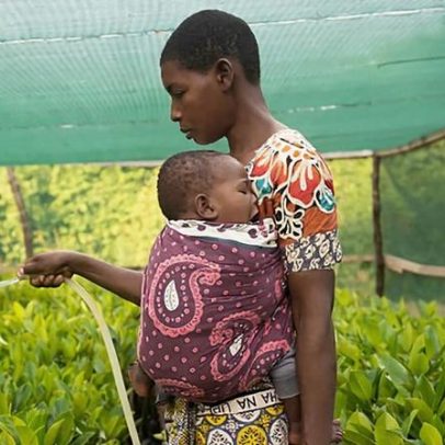Por que tantos projetos de restauração de manguezais falham