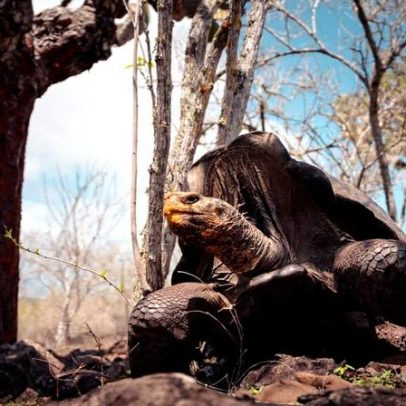 Tartarugas gigantes retornam às Galápagos 180 anos após extinção de parentes