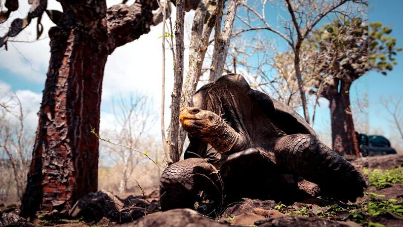 A giant tortoise. Image courtesy of Carlos Espinosa via Island Conservation.