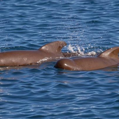 PFAS caem em baleias do Atlântico Norte após fim da fase de eliminação