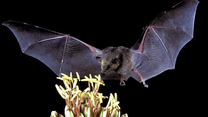 Choeronycteris mexicana - Mexican long-tongued bat