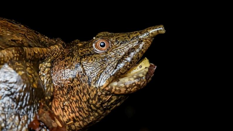Estudo desmonta alegação de que comércio de tartarugas indonésias sustenta vidas