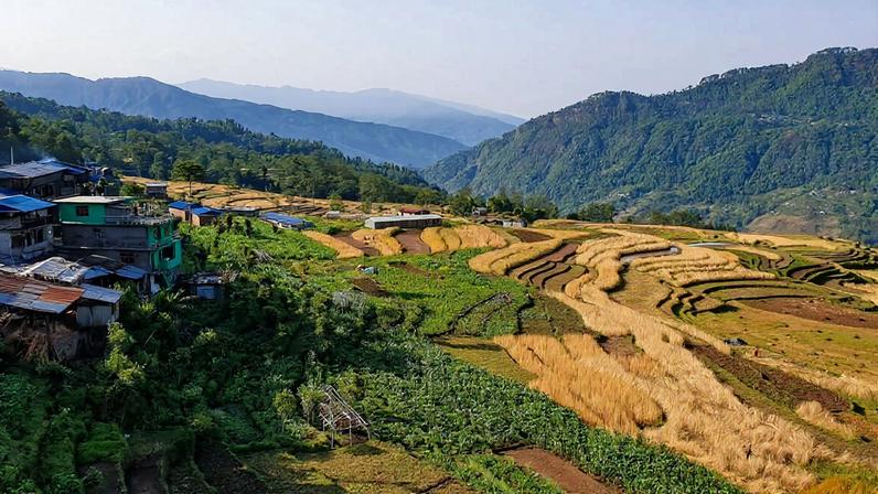 Nepal’s community forests are producing large volumes of timber that remain unsold due to high government taxes and competition from private and imported wood. Image by Mukesh Pokhrel.