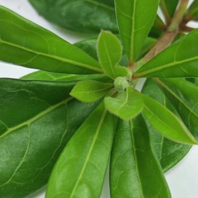 Ciência cidadã redescobre rara mariposa sul-africana