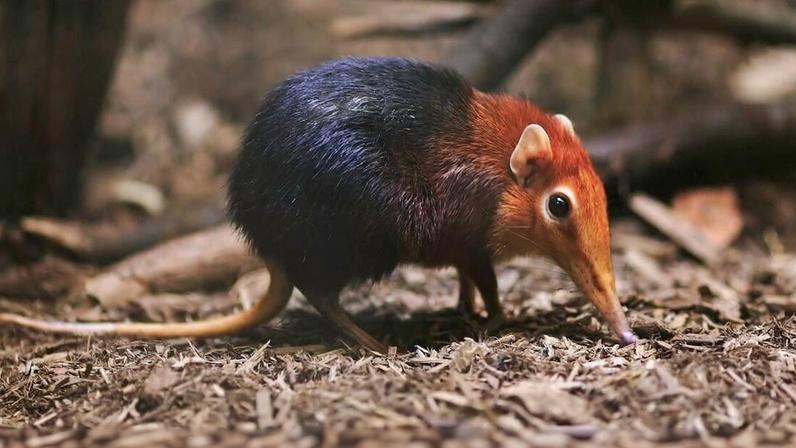 Biodiversity bonds podem funcionar, mas falhas de design precisam ser corrigidas