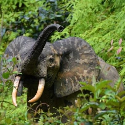 Próximos passos no compromisso de frear desmatamento na Bacia do Congo