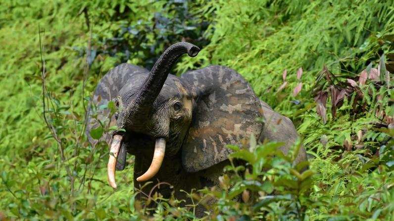 Próximos passos no compromisso de frear desmatamento na Bacia do Congo