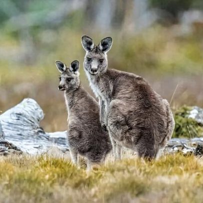 Financiamento da biodiversidade: Lisa Miller discute investir na natureza