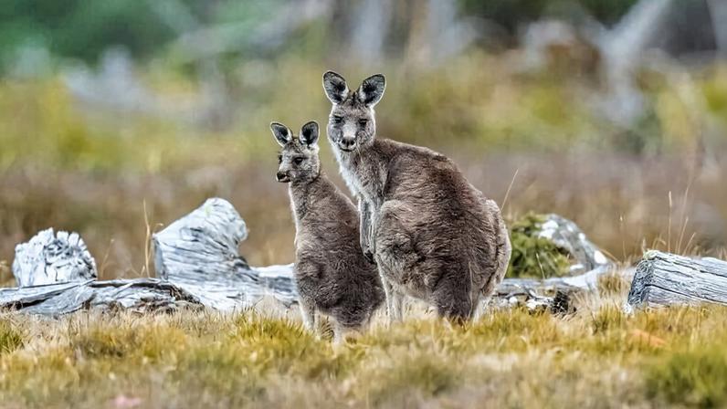 Financiamento da biodiversidade: Lisa Miller discute investir na natureza
