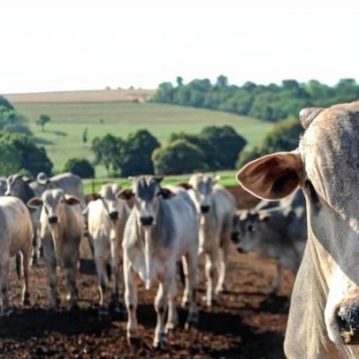 China aumenta compras de carne bovina no Brasil e abate atinge recorde