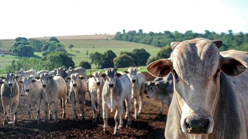 China aumenta compras de carne bovina no Brasil e abate atinge recorde