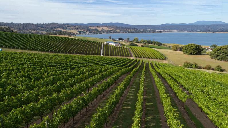 Syrah de maturação tardia abre nova fronteira da Tasmania com aquecimento