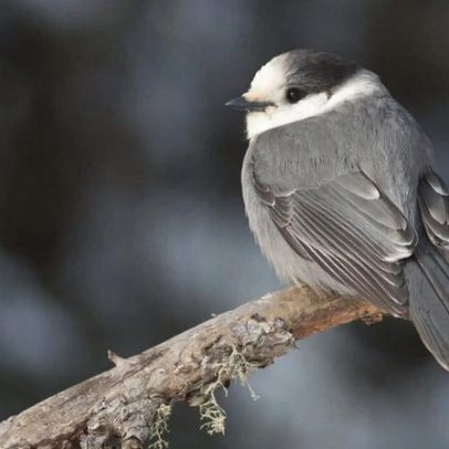 Comunidades locais se unem a esforço global para proteger pântanos da Europa, Ártico e EUA