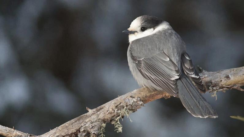 Canada Jay in Sax-Zim Bog. Canada Jays are a quintessential northwoods bird that utilize Black Spruce and Tamarack Bogs for foraging and nesting. Image by Friends of Sax-Zim Bog (FOSZB).