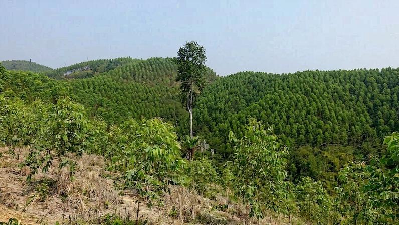 Da compra de terras à posse local: alternativas para compensação de carbono