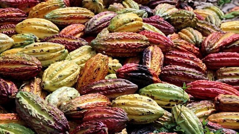 Agroflorestação pode expandir mercado, chuvas e renda de agricultores