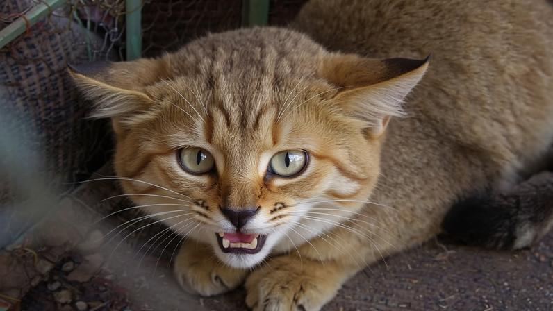 Felinos de grande porte ganham atenção; felinos menores são caçados e traficados