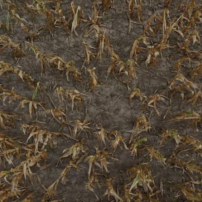 Chuva acalenta agricultores argentinos, mas temem riscos à colheita