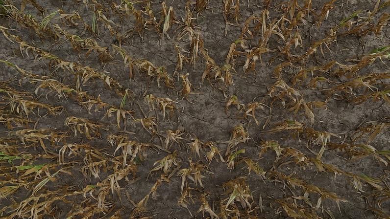 Chuva acalenta agricultores argentinos, mas temem riscos à colheita