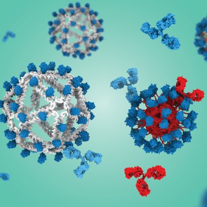 Nova plataforma de vacina promove células B protetoras raras
