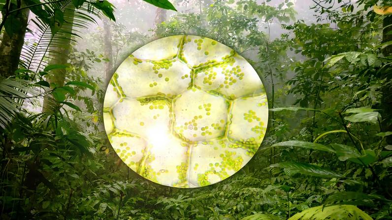 The startup Foray Bioscience, founded by an MIT alumna, is engineering plants from single cells to create new materials and protect endangered species.