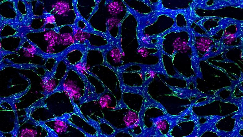 Colorful microscopic view of blood vessels