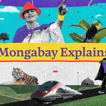 Mongabay Explica impactos ambientais em foco