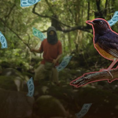 O pássaro canoro mais cobiçado da Indonésia desaparece das florestas