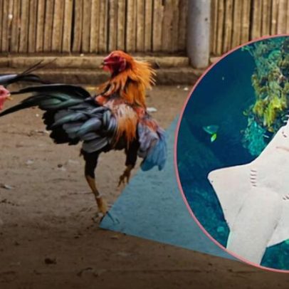 Como rinhas de galos ameaçam o peixe mais raro do Peru