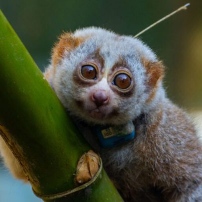 Loris-lentos lutam pela sobrevivência após soltura em áreas de conflito
