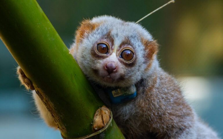A radio-collared slow loris in Bangladesh.