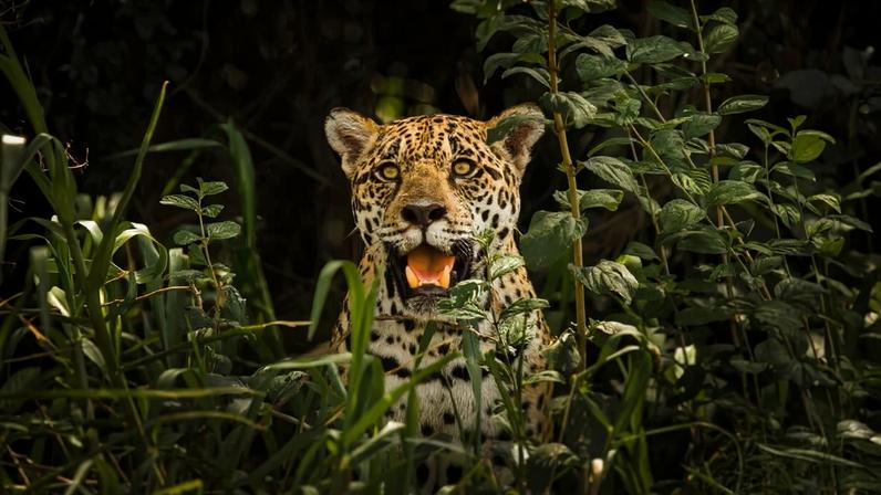 Conservação de onças-pintadas avança sob gestão indígena no Brasil