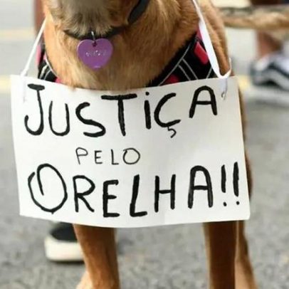 Pets: questões invisíveis que impactam a vida dos animais