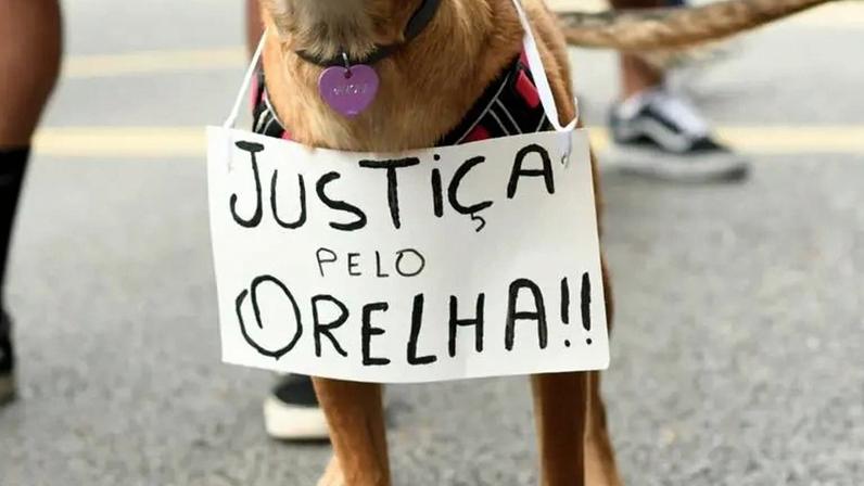 Pets: questões invisíveis que impactam a vida dos animais