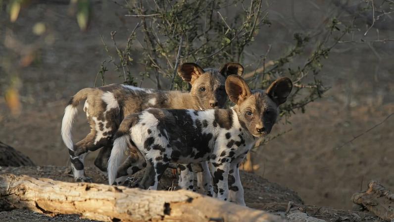 Cães-selvagens africanos quebram regra entre carnívoros no Botsuana