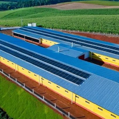 MBRF aporta R$ 300 milhões em FIDC para aves e suínos