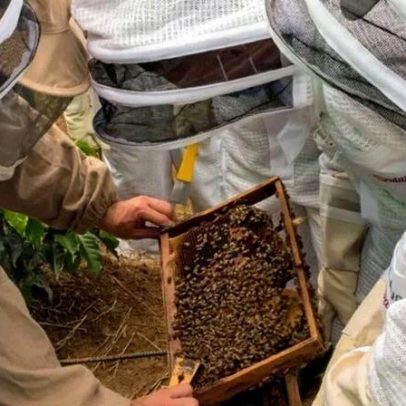 Ubees capta US$ 9 milhões para conectar abelhas regenerativas na América Latina
