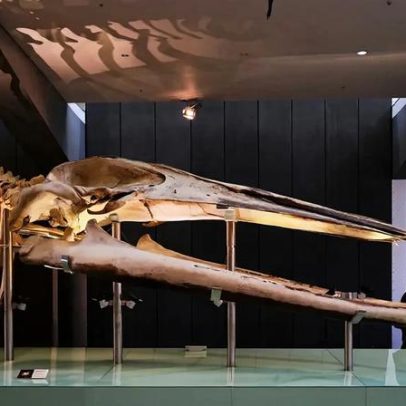 Conheça quais são os maiores ossos do mundo